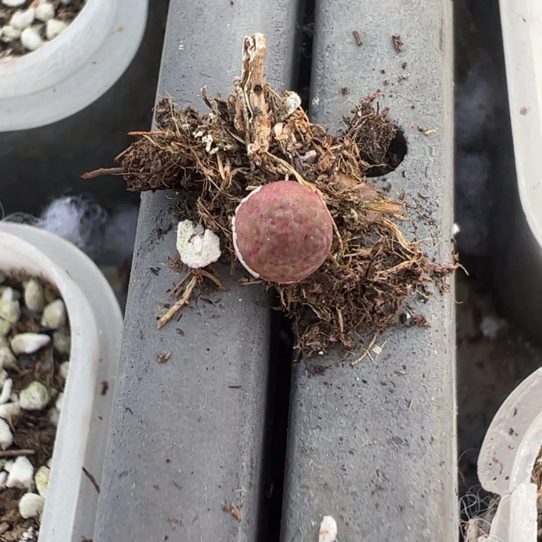 26-105园艺955d斑马一颗