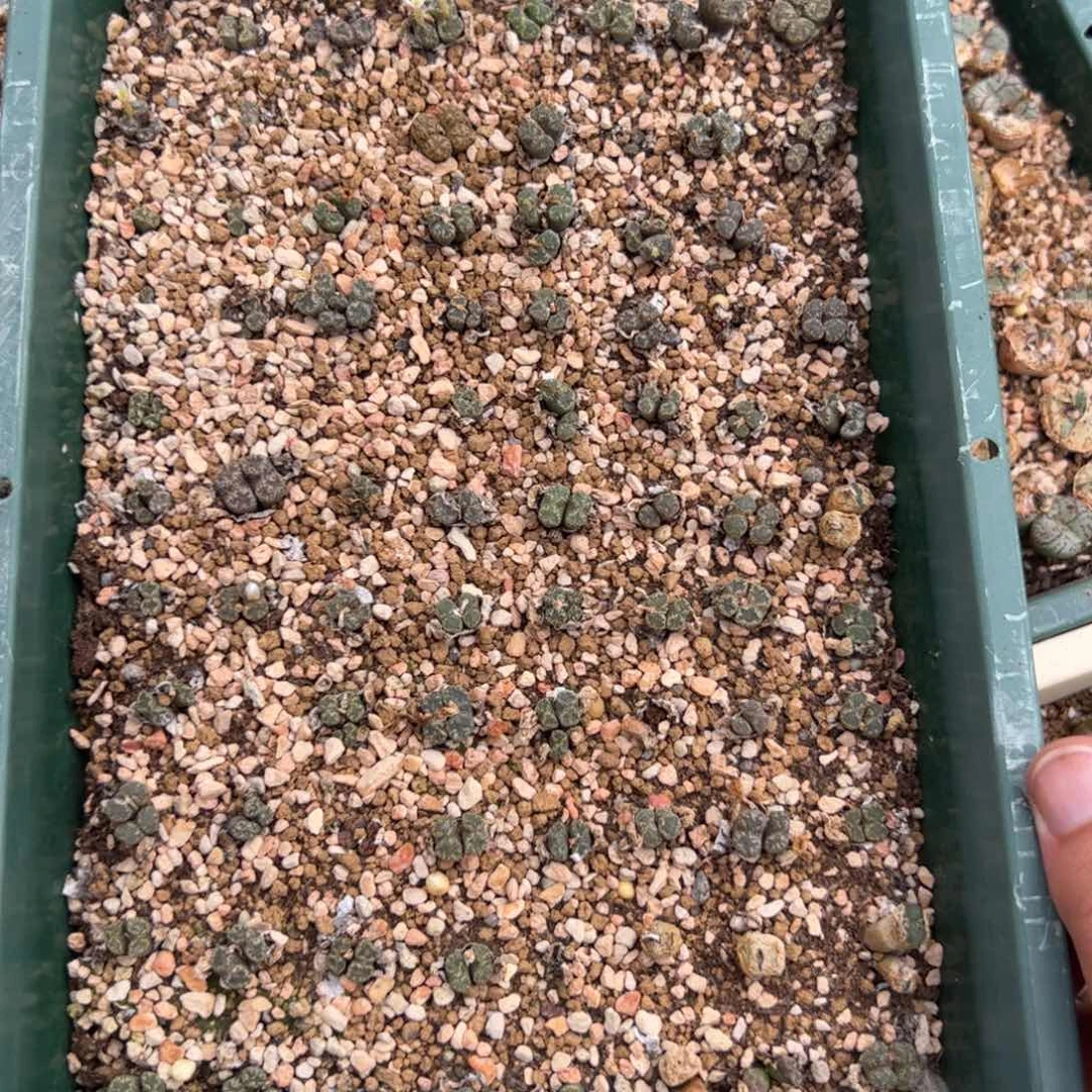 17-13量拍勋章一排多肉