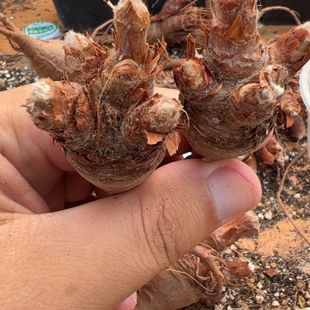 24-16量拍羽叶洋葵一颗