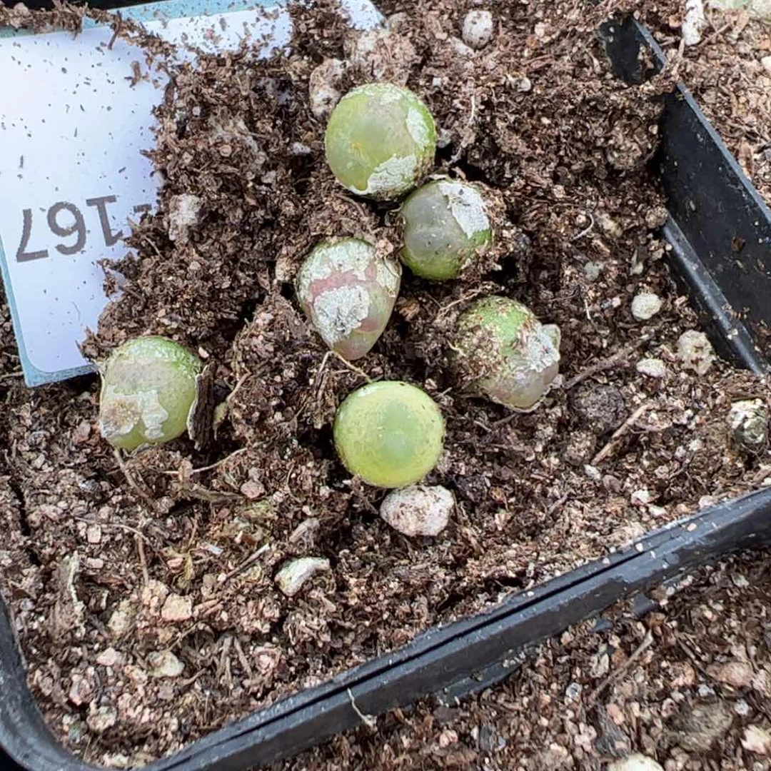 15-167量拍拉登一颗
