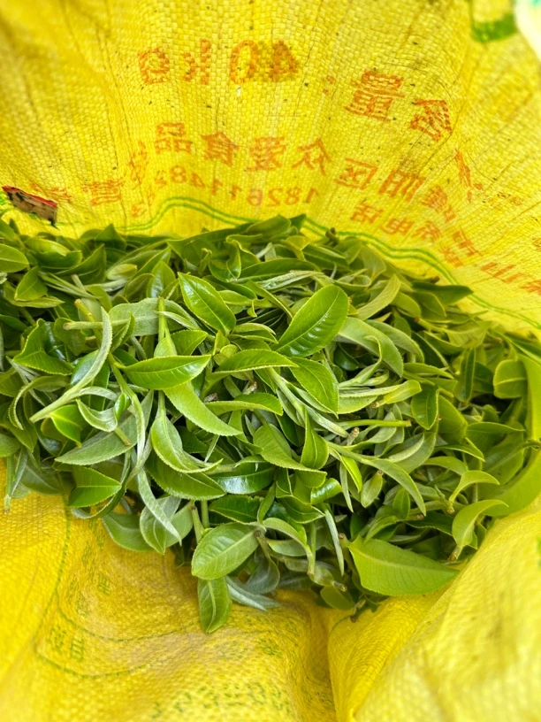 【头春古树】2024年岩子头古树茶 200克饼 普洱茶