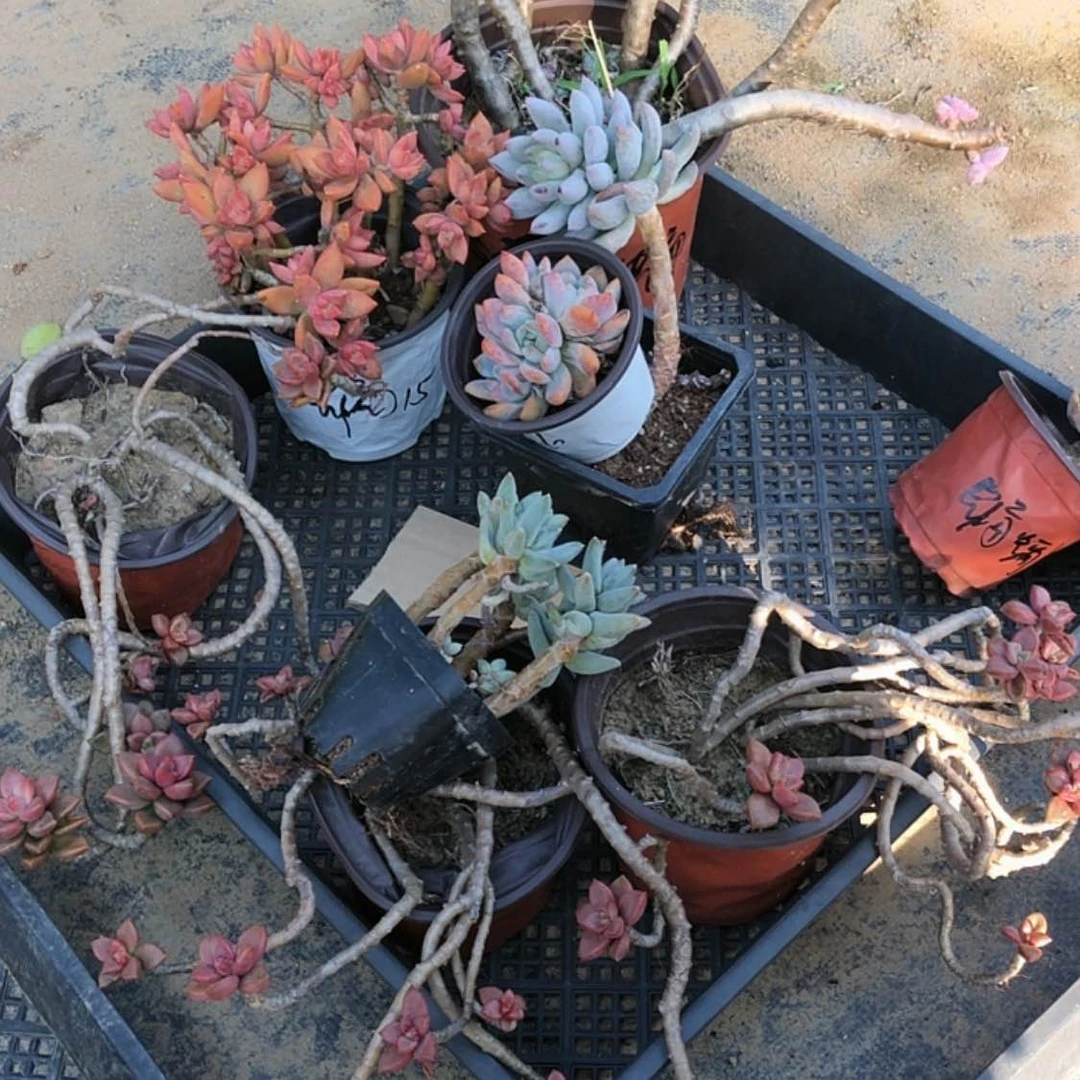 【闪购商品】蝙蝠侠多肉。山东临沂