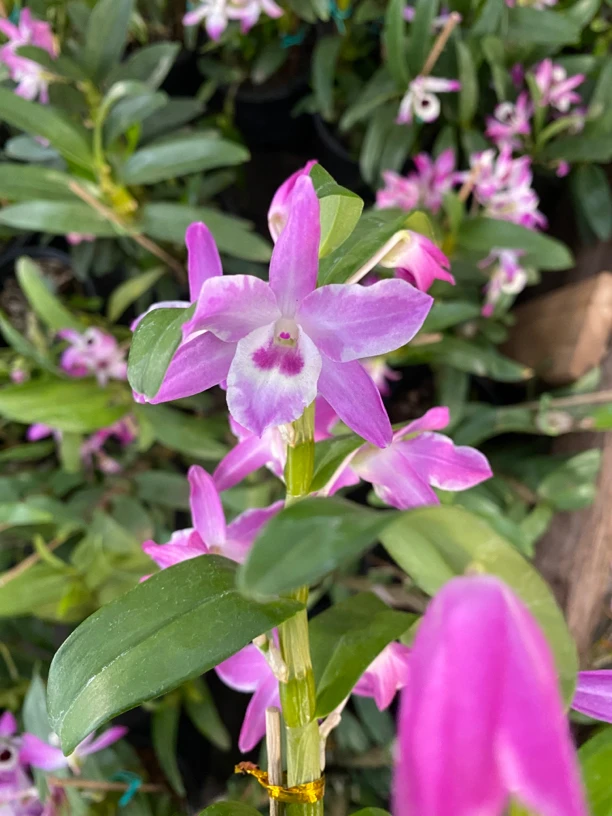 直播间选兰链接各类石斛兰品种花卉