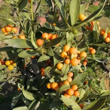 四季常青福豆素材苗庭院阳台盆栽好养易活