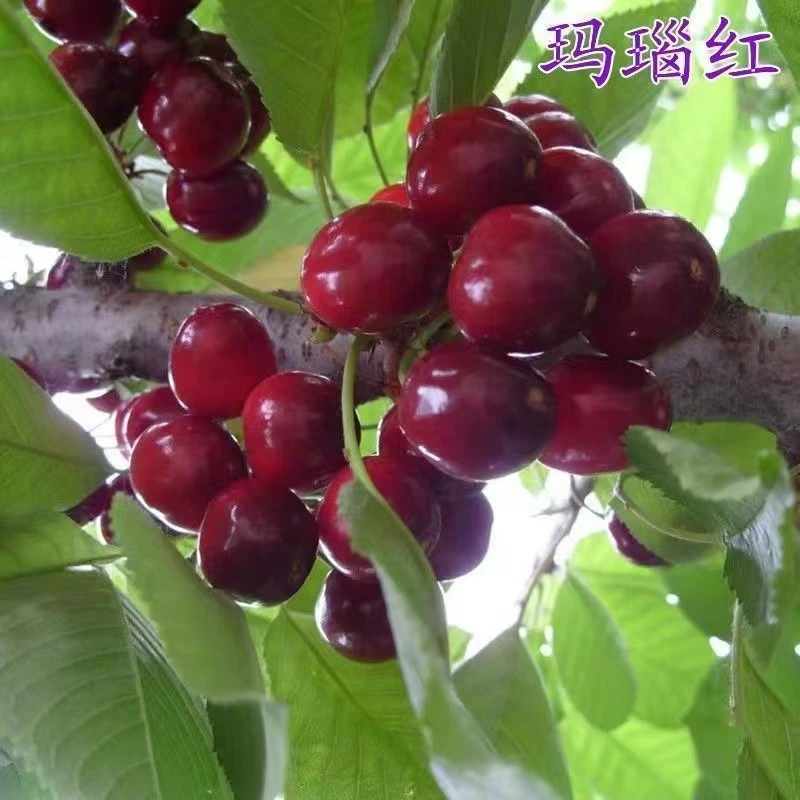 小繁家正宗大樱桃玛瑙红樱桃树苗樱桃苗庭院种植盆栽地栽南北方种