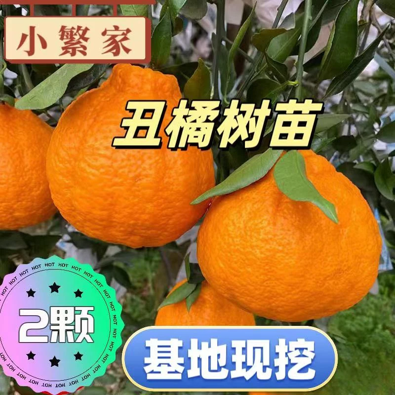【2棵大苗】丑橘树不知火柑橘树嫁接树栽培耙耙柑树苗易养丑橘树苗·