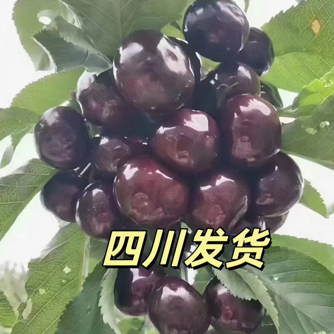 正宗车厘子30年老师傅手工嫁接南方北方盆栽地栽双品易活栽种成活