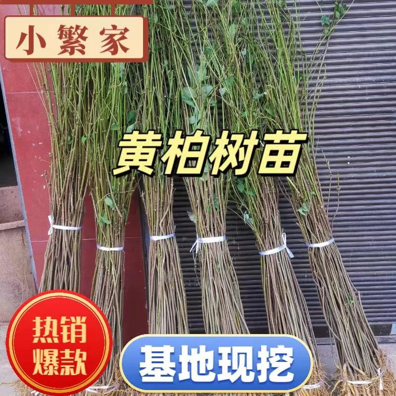 厚皮川黄柏苗栽植树苗剥皮卖栽植中药材栽植树苗川黄柏苗圃