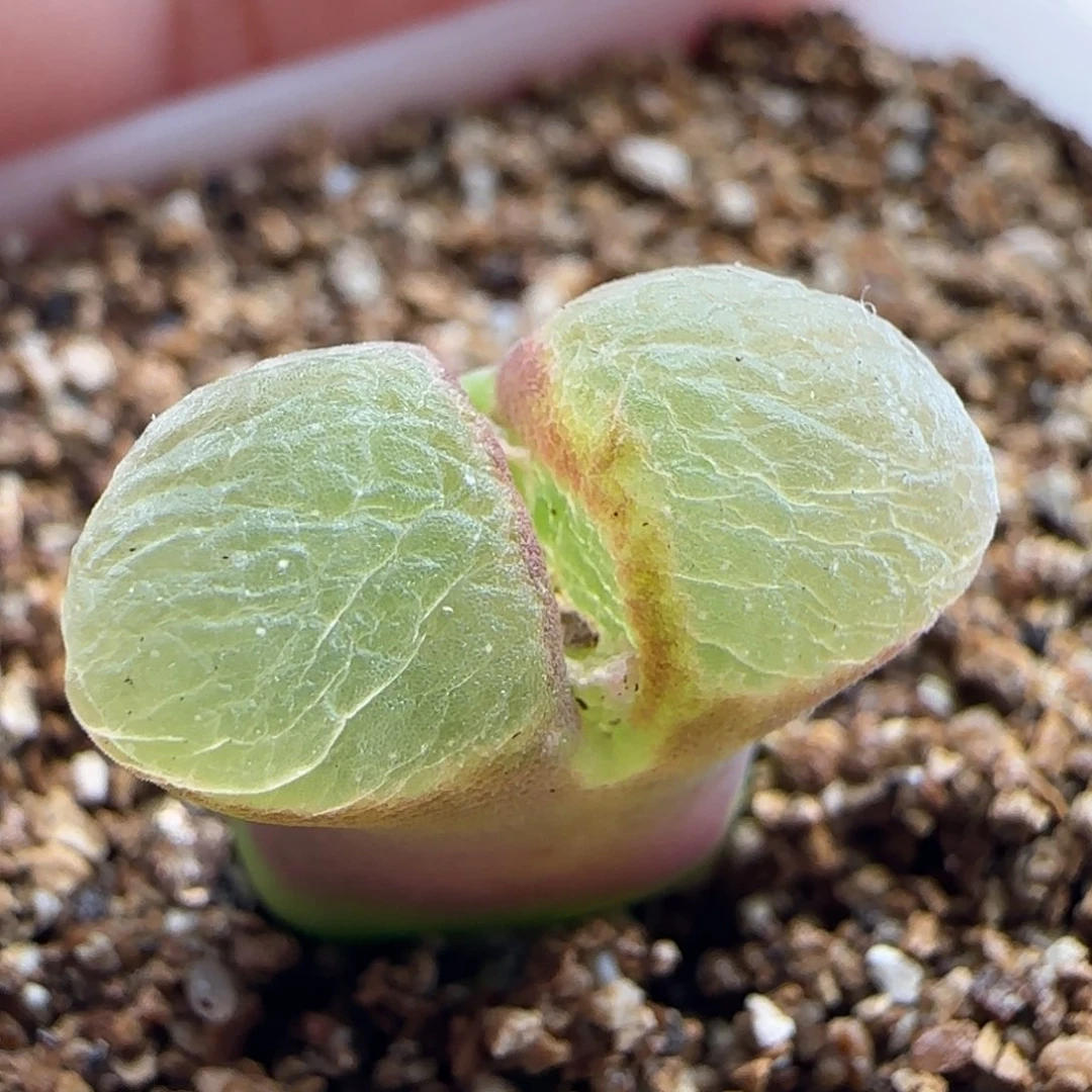 11.9.58/1453.9 骚粉