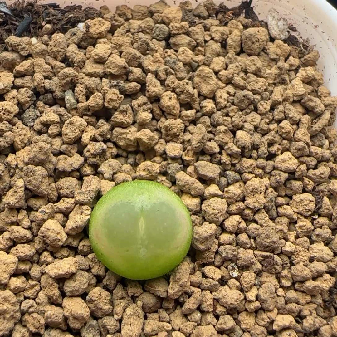 9.24.35/1.0 紫皮拉登