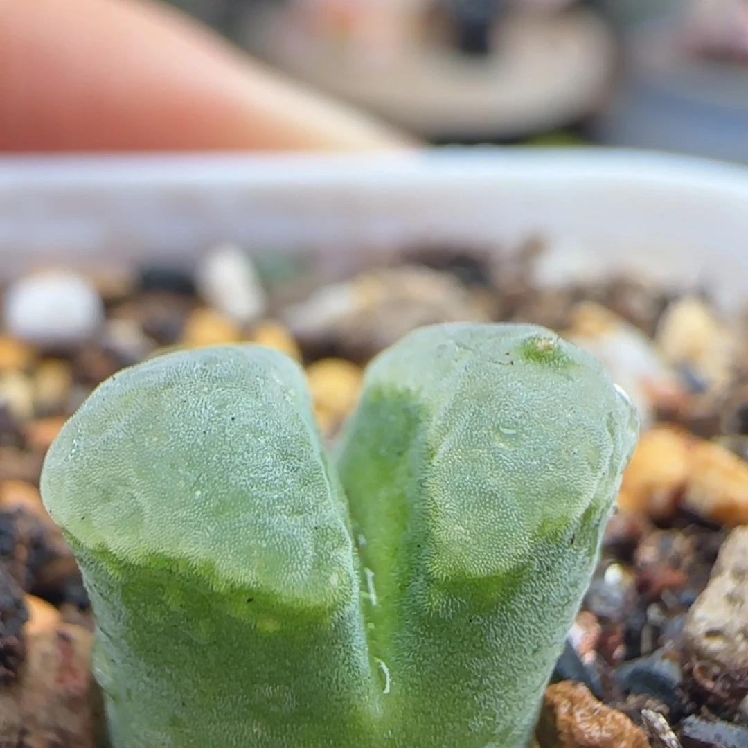 10.15.26msg1441 独角兽