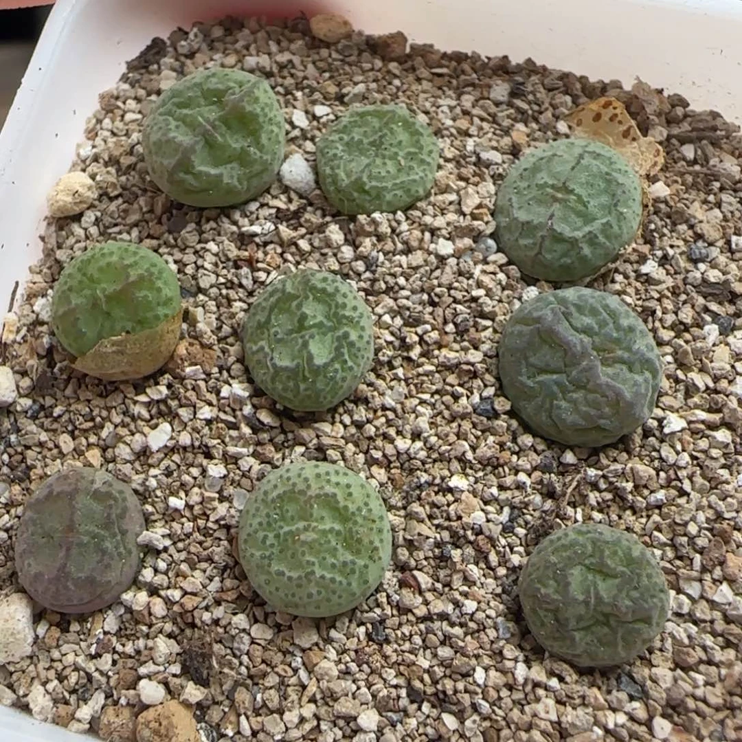 10.17.33/白花大紫猴杂 福利