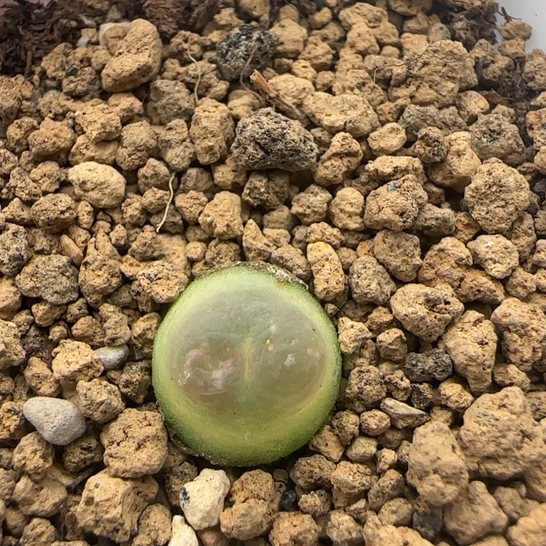 8.25.21/1.2 紫皮拉登 多肉植物