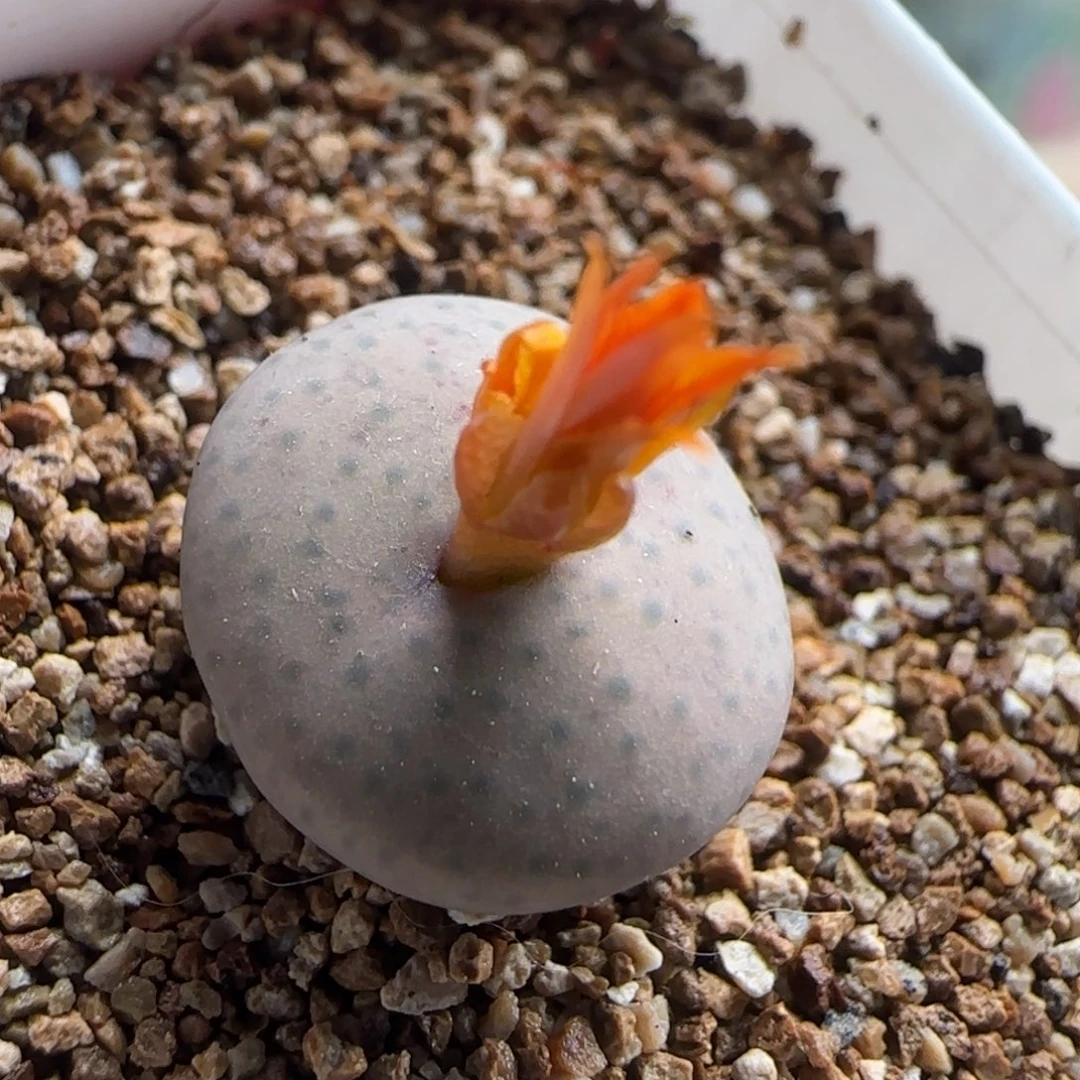 10.24.13/1.4 奶油嘴