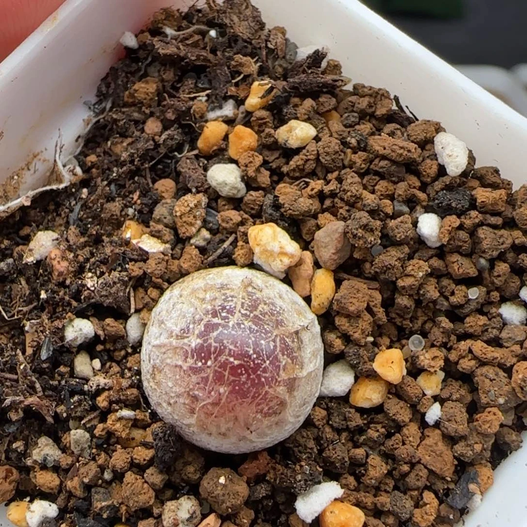 8.19.5/1.4 灯～泡 福利 多肉植物