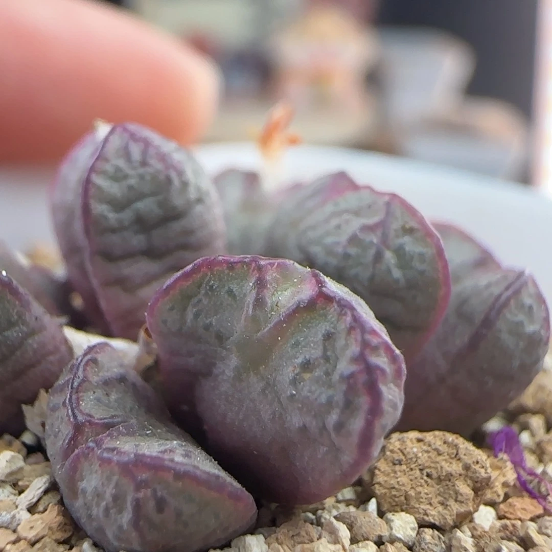 10.21.61 九头铅笔画杂