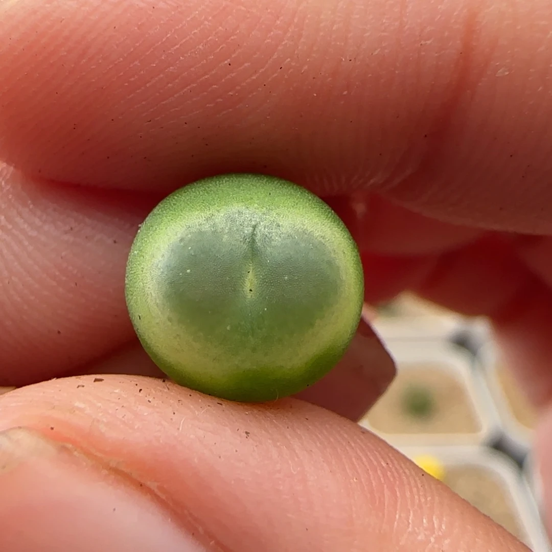 9.24.47/1.0 紫皮拉登