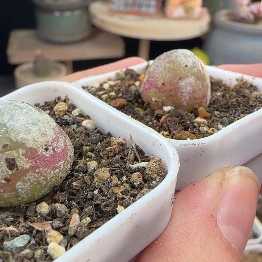 10.19.36/1.5+ 灯～泡 多肉植物