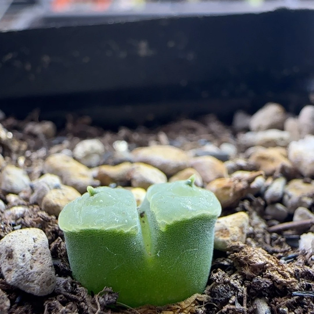 10.7.15 牛魔王/1.1