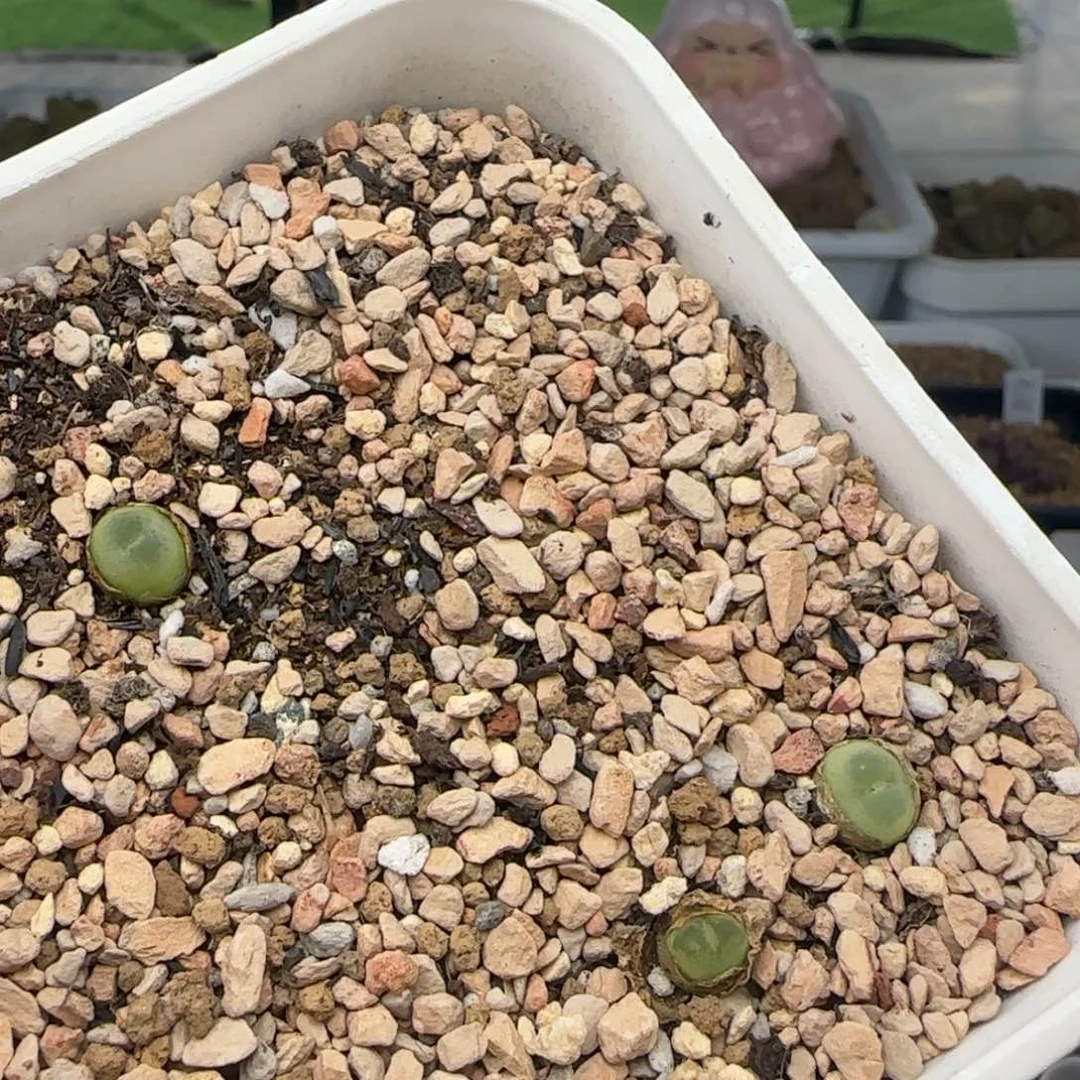 8.25.25/0.7-0.9 紫皮拉登 福利 多肉植物