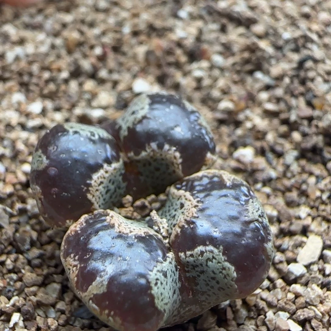 10.26.52 超蝶勋章