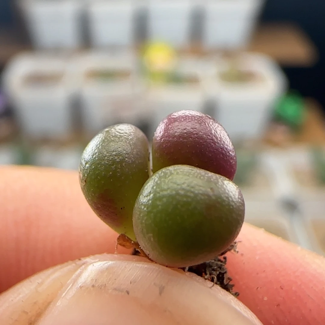 9.27.47 三头紫葡萄