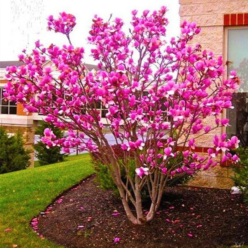 开花耐寒带花苞玉兰花花卉盆栽树苗紫大树庭院绿化室外四季红白黄