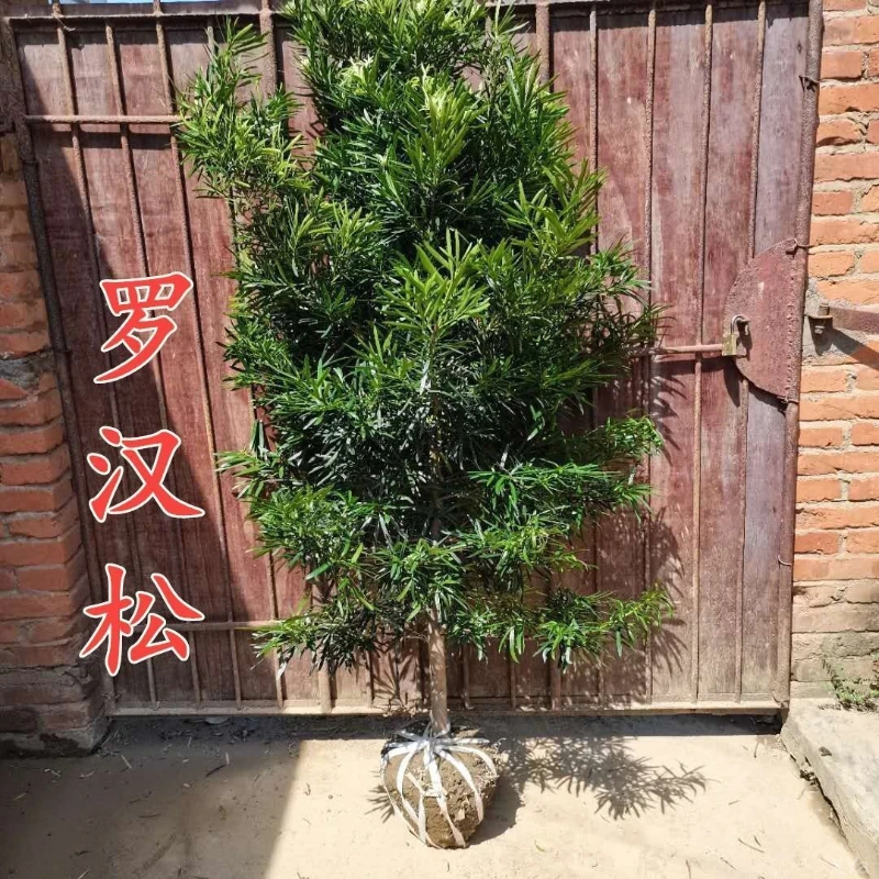 罗汉松阳台小米叶南通罗汉松大绿盆栽地栽庭院雀舌景树苗