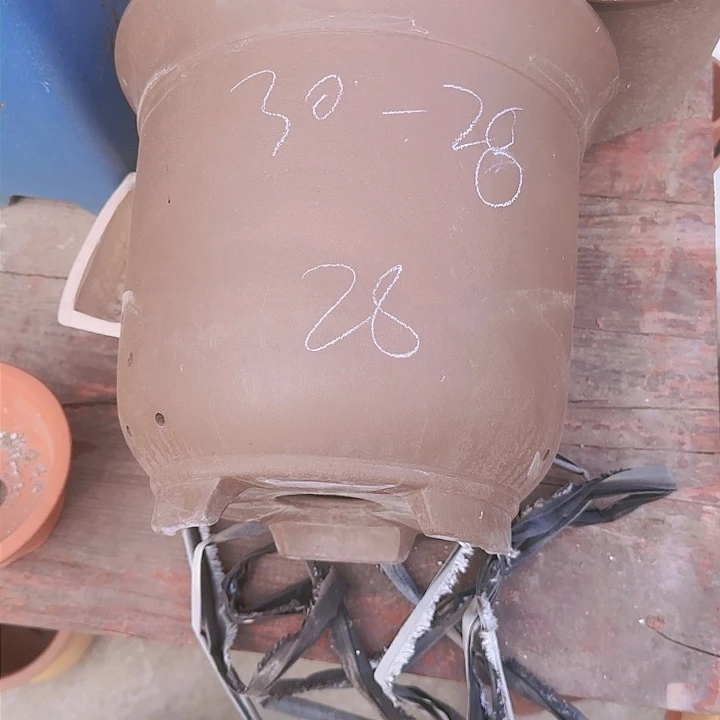 红陶20CM（含）-50CM（不含）