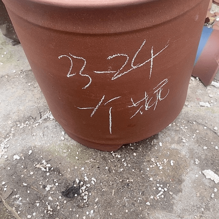 紫砂20CM（含）-50CM（不含）
