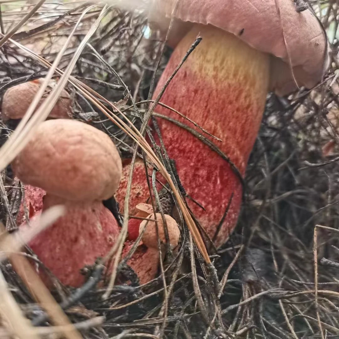 云南当季新鲜野生菌见手青红葱爆炒炖汤变色生食菌子红葱牛肝菌