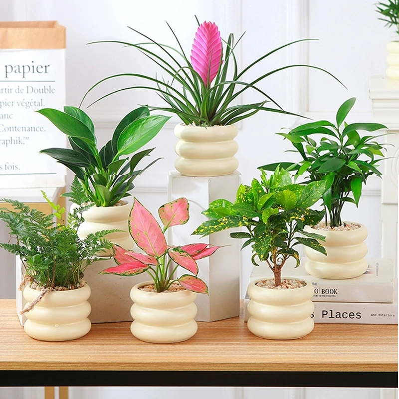 办公室桌面摆放绿植发财树室内易养盆栽金钻绿公主新手易养小盆景