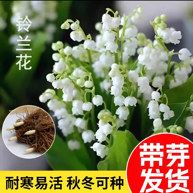 铃兰花苗耐寒带芽带根盆栽植物种球室内外花卉绿植四季开花好养活
