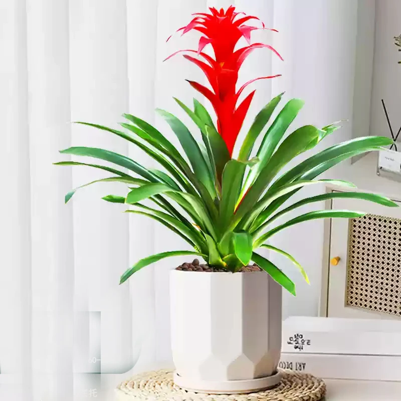 鸿运当头盆栽客厅大型植物红星凤梨室内客厅办公室开业送礼绿植花