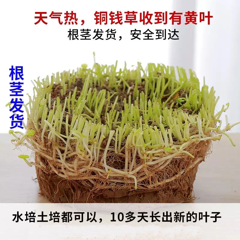 铜钱草根茎水培植物盆栽室内小绿植花卉水养金钱草籽水生四季好养