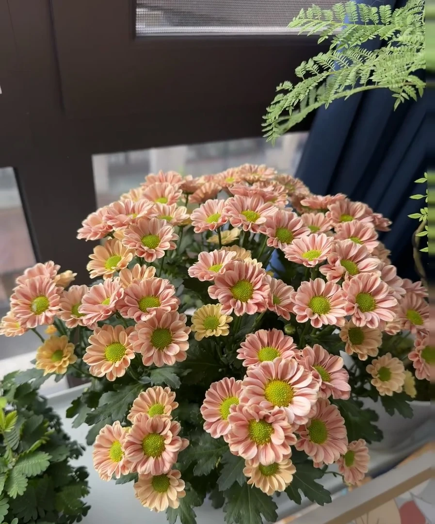 一辰【玲珑小雏菊】盆栽小雏菊花卉直播花盆云南鲜花植物