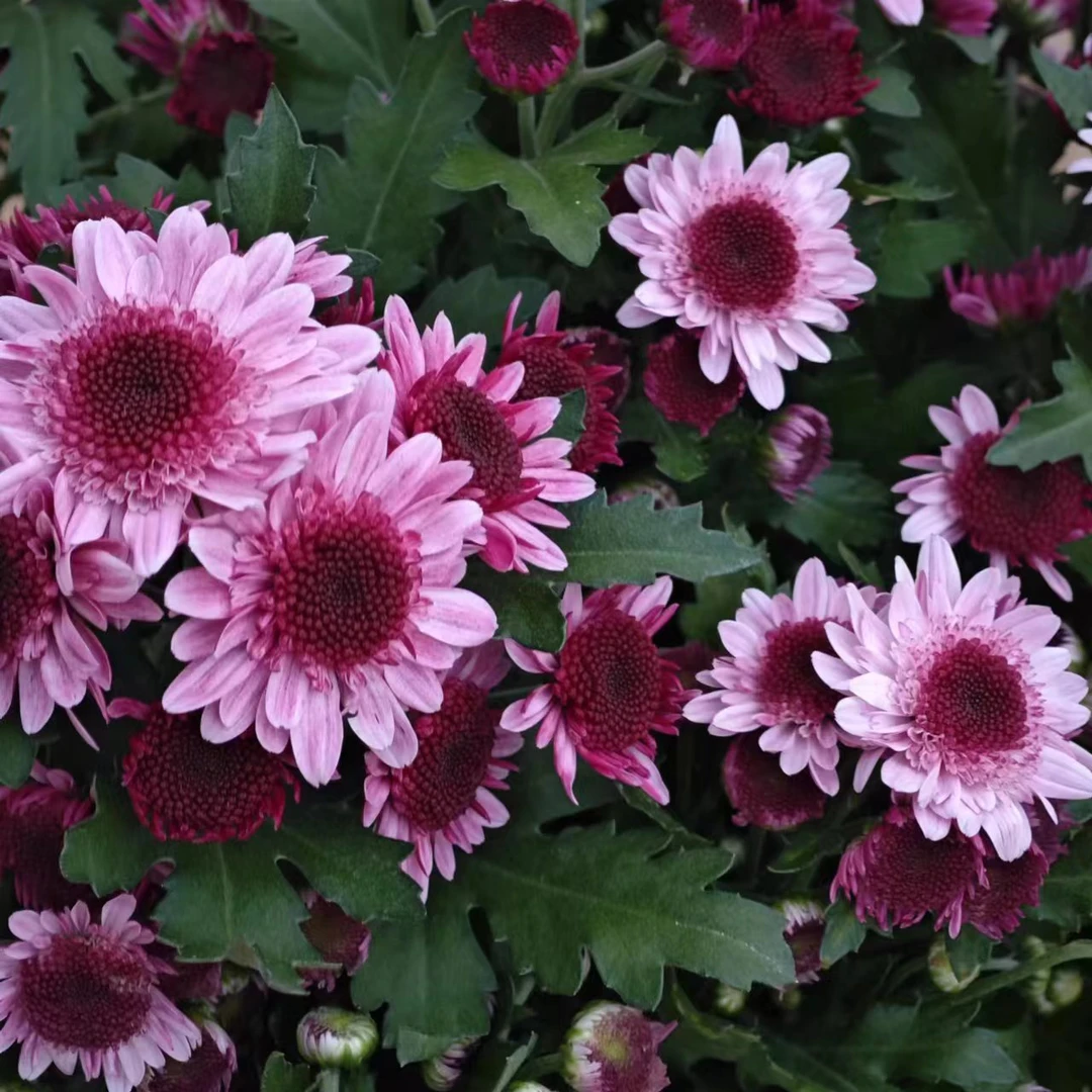 一辰【泡泡草莓熊小雏菊】盆栽小雏菊花卉直播花盆云南鲜花植物
