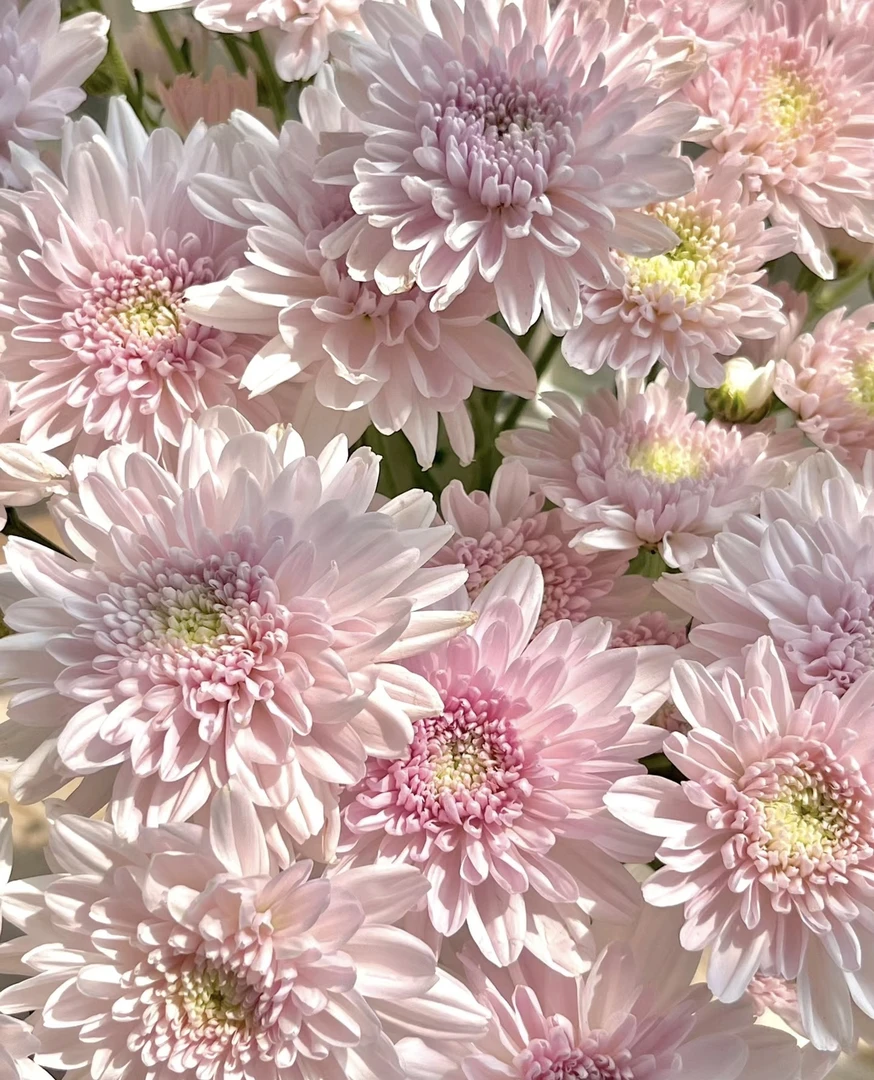 一辰【奢香夫人小雏菊】盆栽小雏菊花卉直播花盆云南鲜花植物