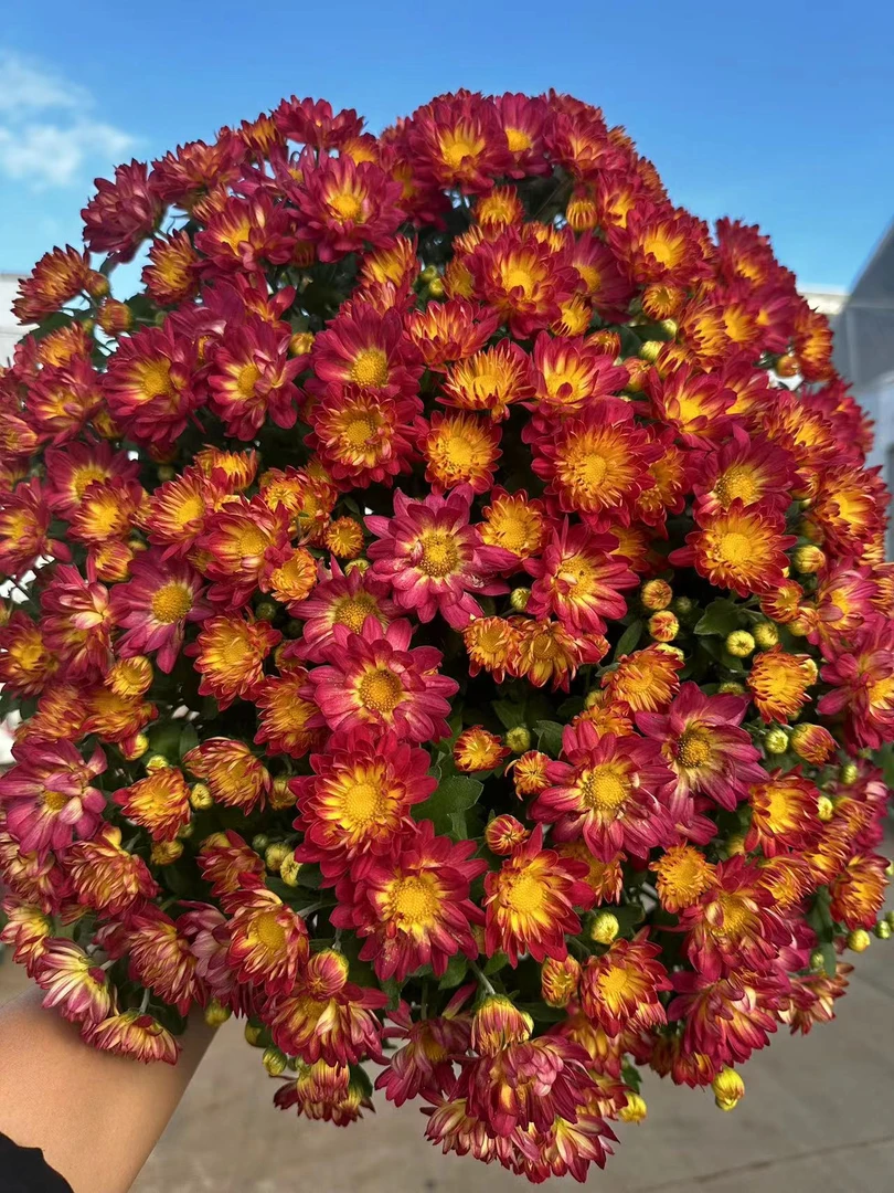 一辰【夏日烟火球菊】盆栽千头菊花卉直播花盆云南鲜花植物