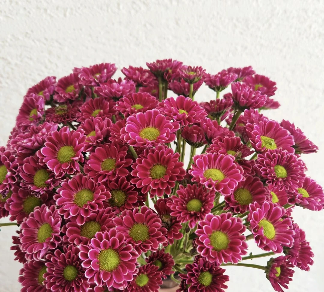 一辰【吉祥小雏菊】盆栽小雏菊花卉直播花盆云南鲜花植物