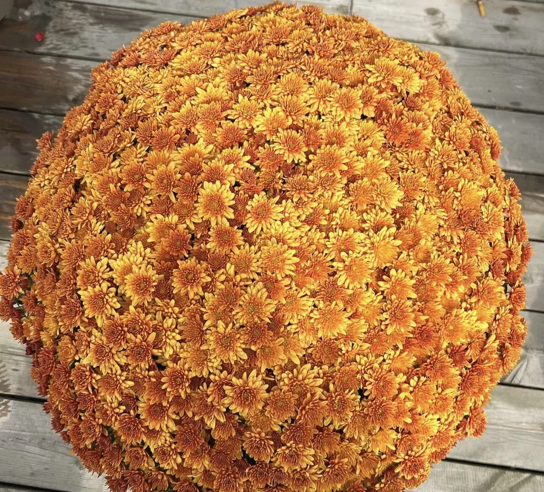 宇辰【金秋岁月球菊】盆栽千头菊底部黄叶不在售后范围冠幅50cm左右
