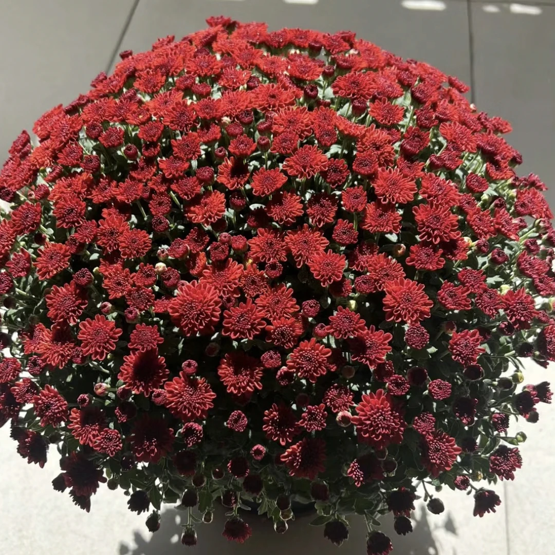 一辰【子午线樱桃红球菊】盆栽千头菊花卉直播花盆云南鲜花植物
