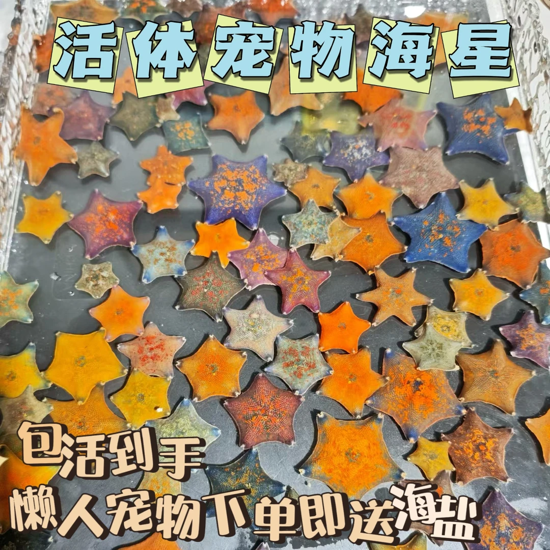 海星饲养美丽派大星