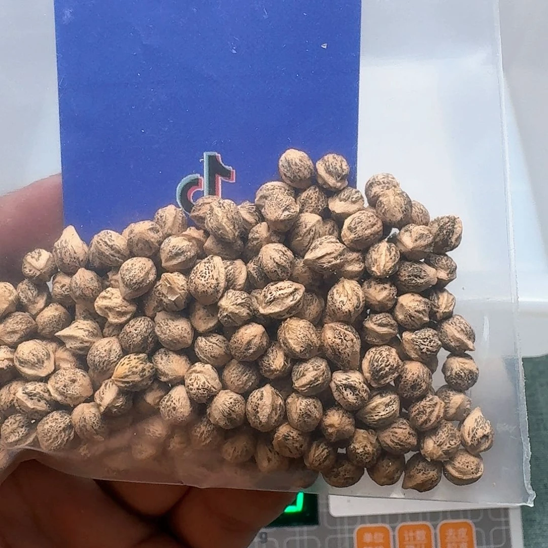 柏香籽/百香籽吊坠右**金