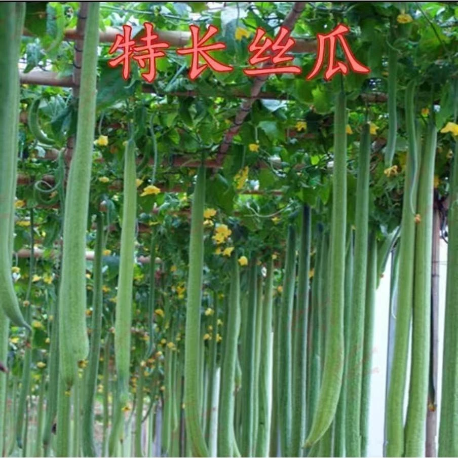 【特长丝瓜种子】高产早熟蛇形丝瓜种子小院蔬菜可盆栽丝瓜肉丝瓜