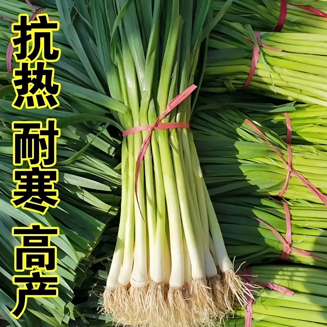 【宽叶蒜苗种子】四季宽叶蒜苗种子四季播大蒜苗种子阳台盆栽