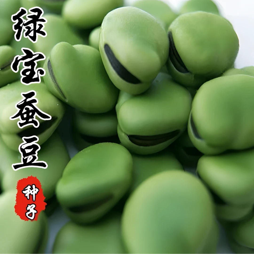蚕豆种子早熟高产盆栽地栽南方北方四季可播种种子