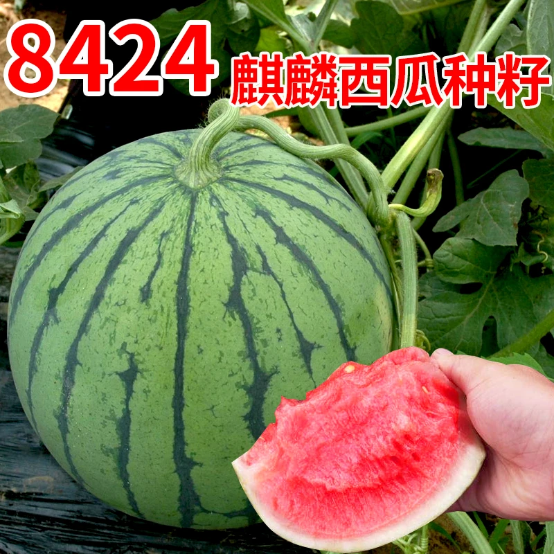 8424麒麟无籽美都西瓜种籽大全种子水果瓜果苗小南方蔬菜苗秧种孑