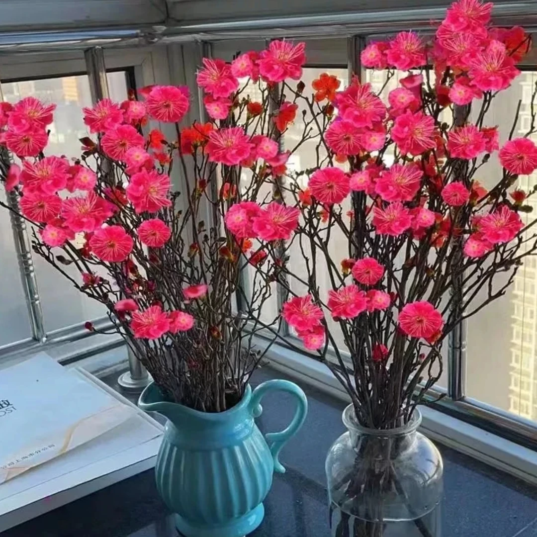 红梅水培植物干枝水养花卉鲜花鲜枝爆花室内客厅绿植年宵花