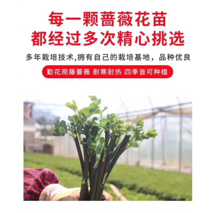 月季花苗蔷薇爬藤四季浓香扦插小苗玫瑰藤本月季庭院浓香特浓香